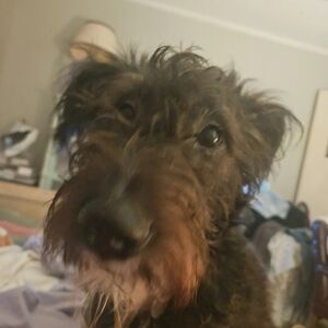 Meet your Posher, Gigi!